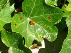 Coccinella septempunctata