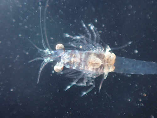 Siriella clausii