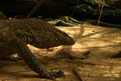 Varanus niloticus