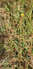 Rumex flexuosus