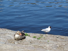 Chroicocephalus ridibundus