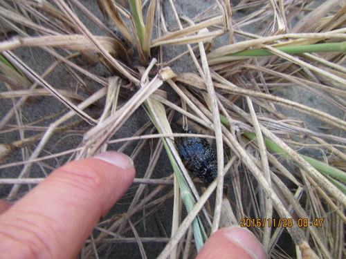 Large Black Kekerengu photo 3