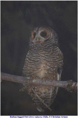 Strix rufipes