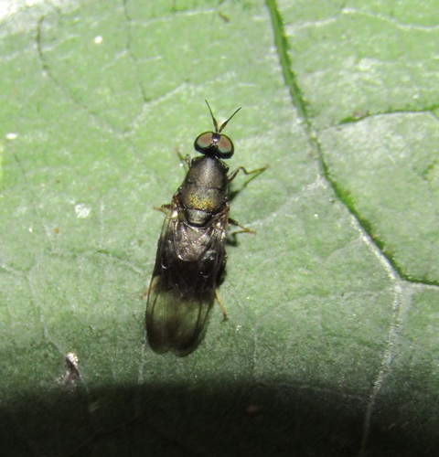 Dysbiota peregrina photo 5