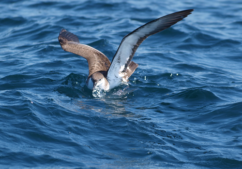 Great Shearwater, photo 5 of 8