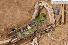 Oedaleus infernalis