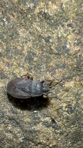 Drymus crassus photo 5