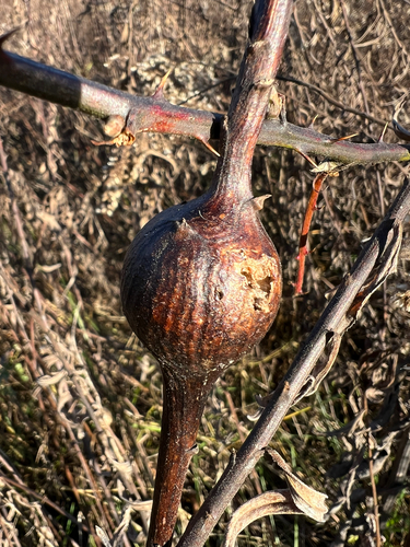 Unknown species found near E Brock Rd, Bloomington, IN, US