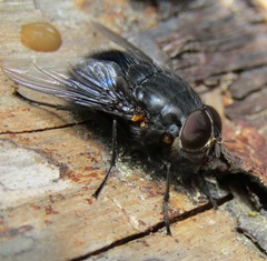 Calliphora quadrimaculata