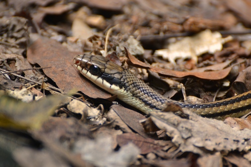 Pacific Patchnose Snake
