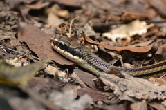 Pacific Patchnose Snake photo 1