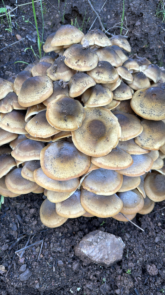 Armillaria mellea · November 2025 · photo: © natureenthusiast_elle (iNaturalist, cc-by-nc)