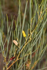 Acacia tenuissima