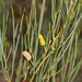 Acacia tenuissima - Photo (c) Pete Woodall, algunos derechos reservados (CC BY-NC), subido por Pete Woodall