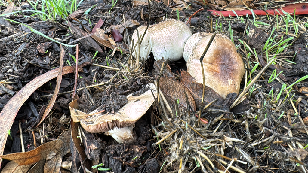 Agaricus deardorffensis · November 2025 · photo: © natureenthusiast_elle (iNaturalist, cc-by-nc)