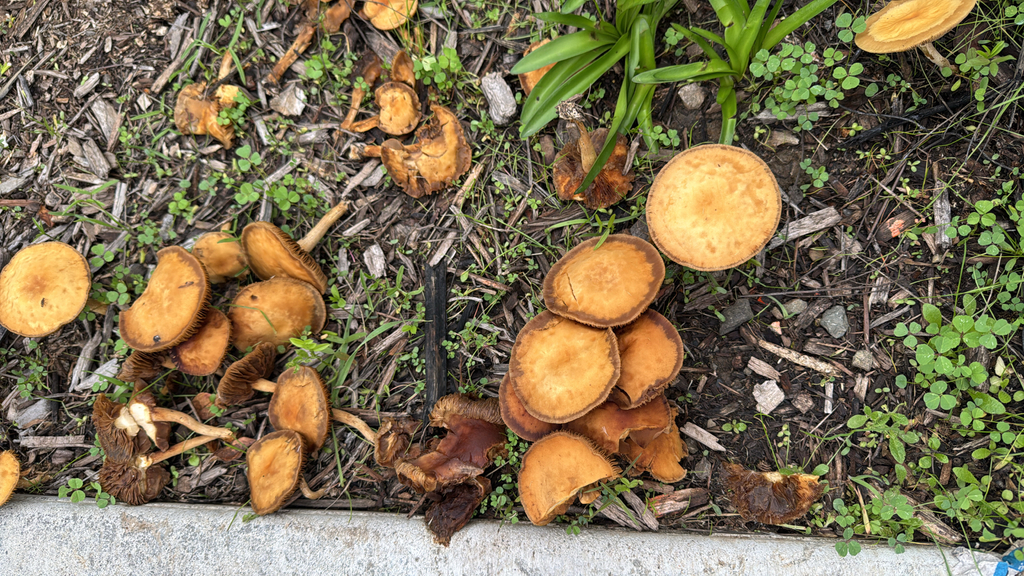 Agrocybe flexuosipes