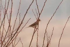 Emberiza rustica