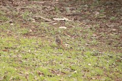 Phoenicurus auroreus