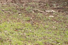 Phoenicurus auroreus