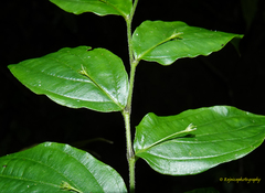 Stichoneuron membranaceum