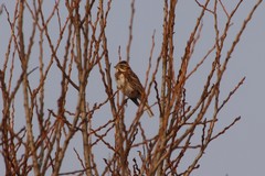 Emberiza rustica