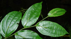 Stichoneuron membranaceum