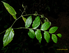 Stichoneuron membranaceum