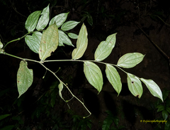 Stichoneuron membranaceum