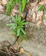 Naja sumatrana