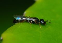Spilomena nozela