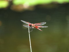 Tramea stenoloba