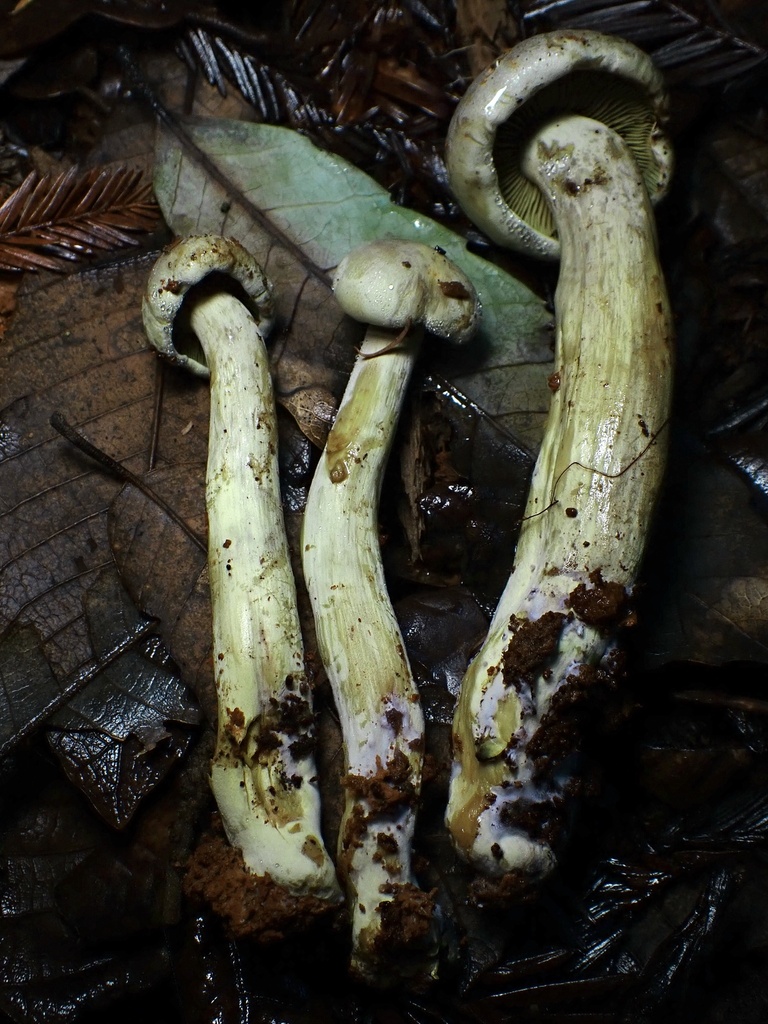 Gymnopilus punctifolius