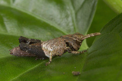 Traulia azureipennis