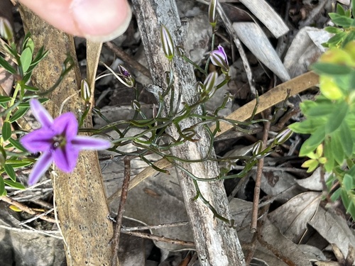 Fringed Lily (Thysanotus manglesianus)