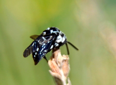 Thyreus