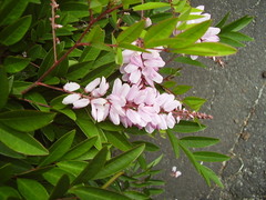 Indigofera decora