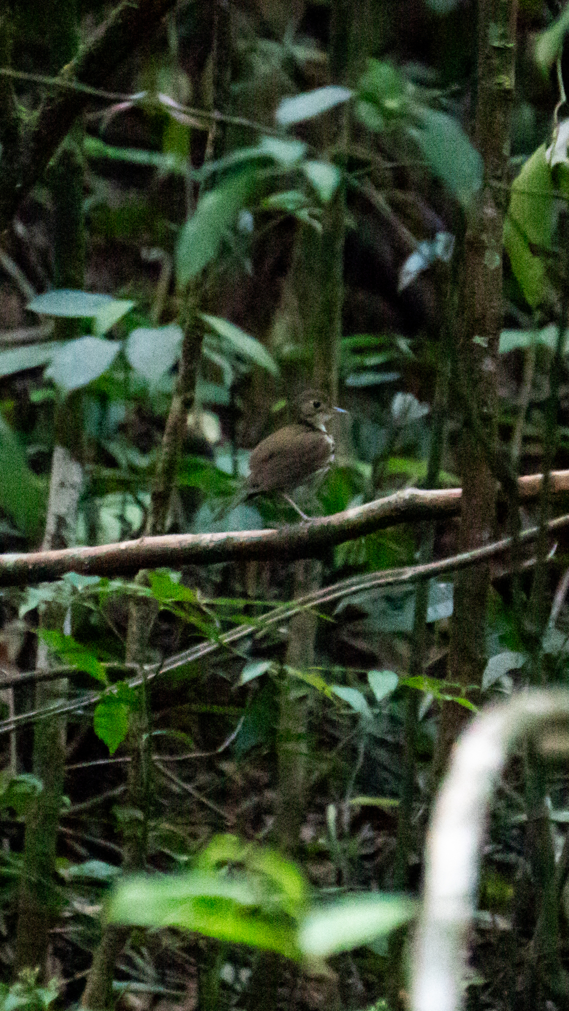Southern Antpipit (Corythopis delalandi), photo 7