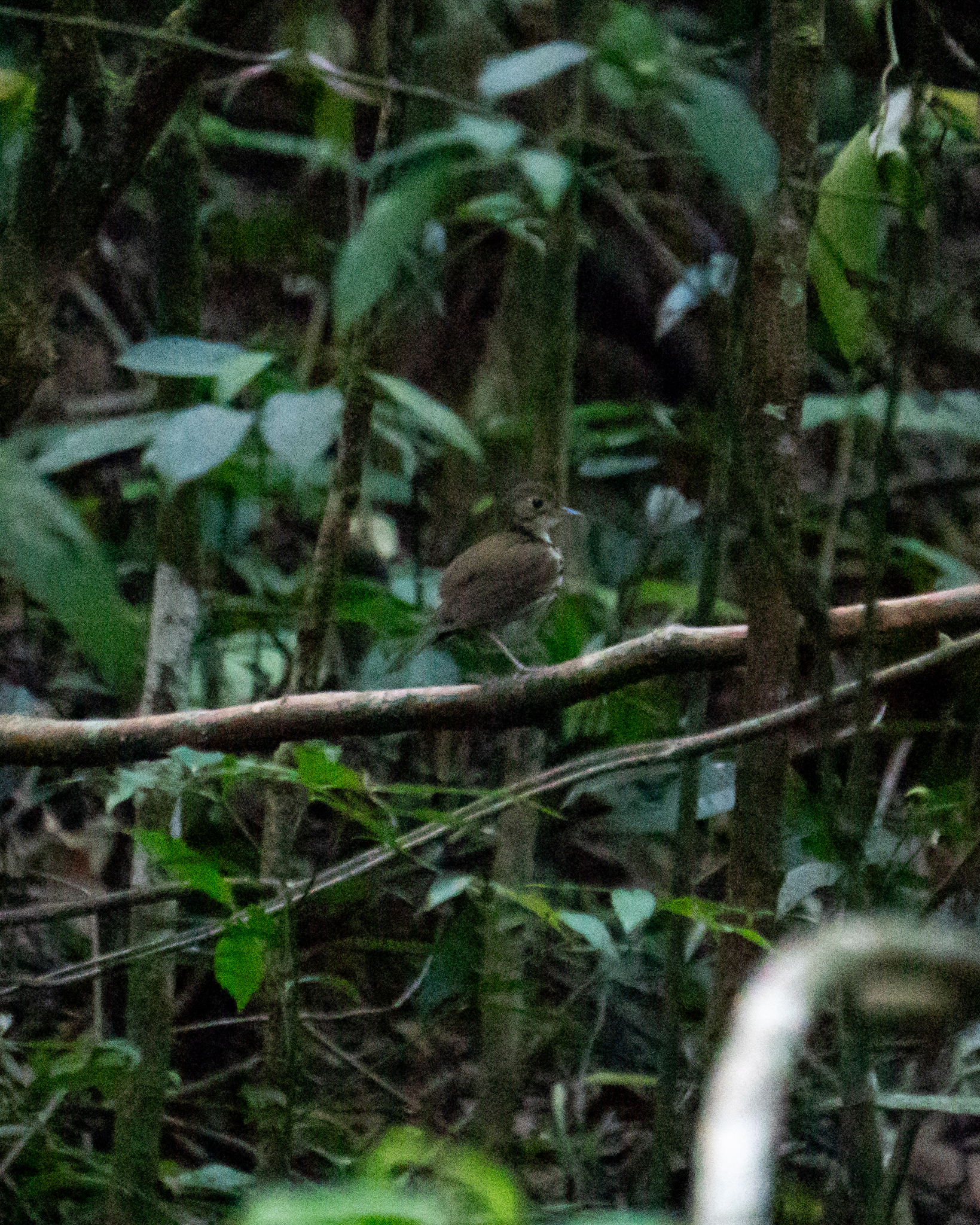 Southern Antpipit (Corythopis delalandi), photo 6