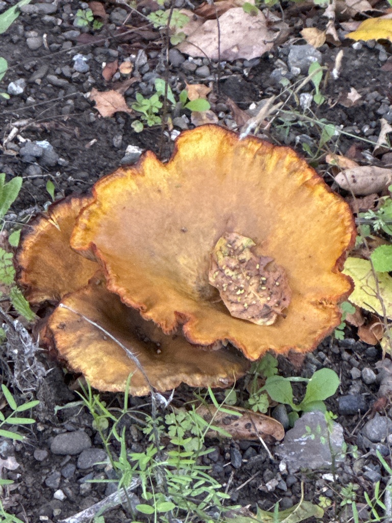 Omphalotus olivascens · November 2025 · photo: © grandmam (iNaturalist, cc-by)