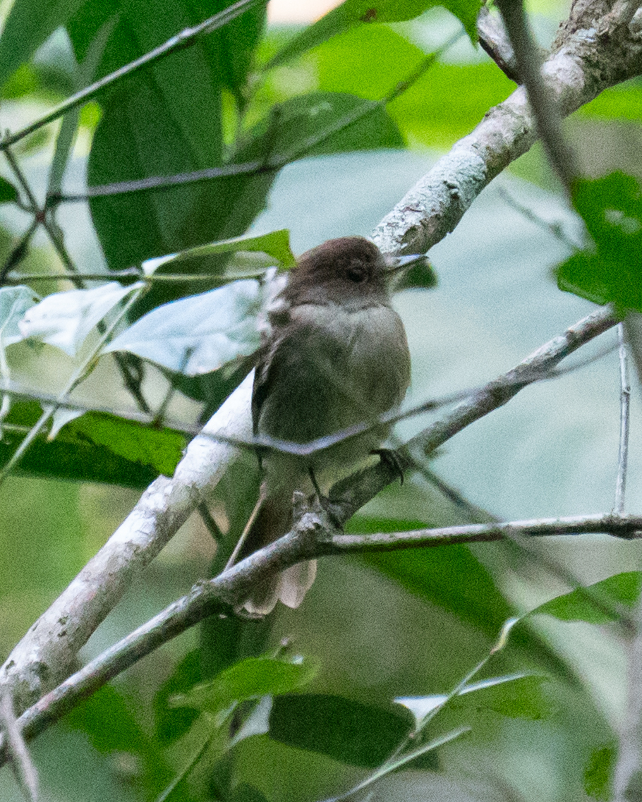 Euler's Flycatcher illustration