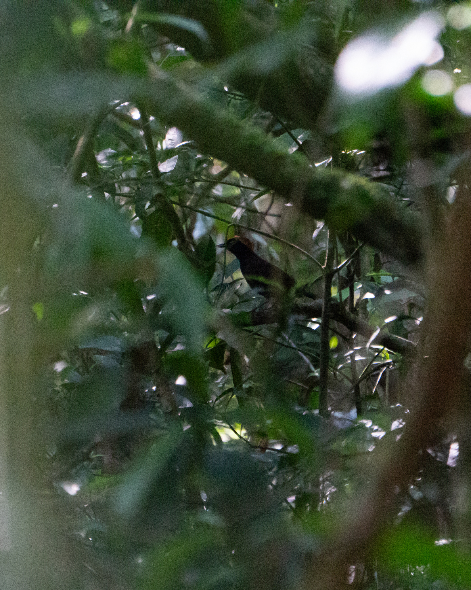 Rufous-capped Antthrush (Formicarius colma), photo 10