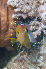 Pomacentrus bankanensis