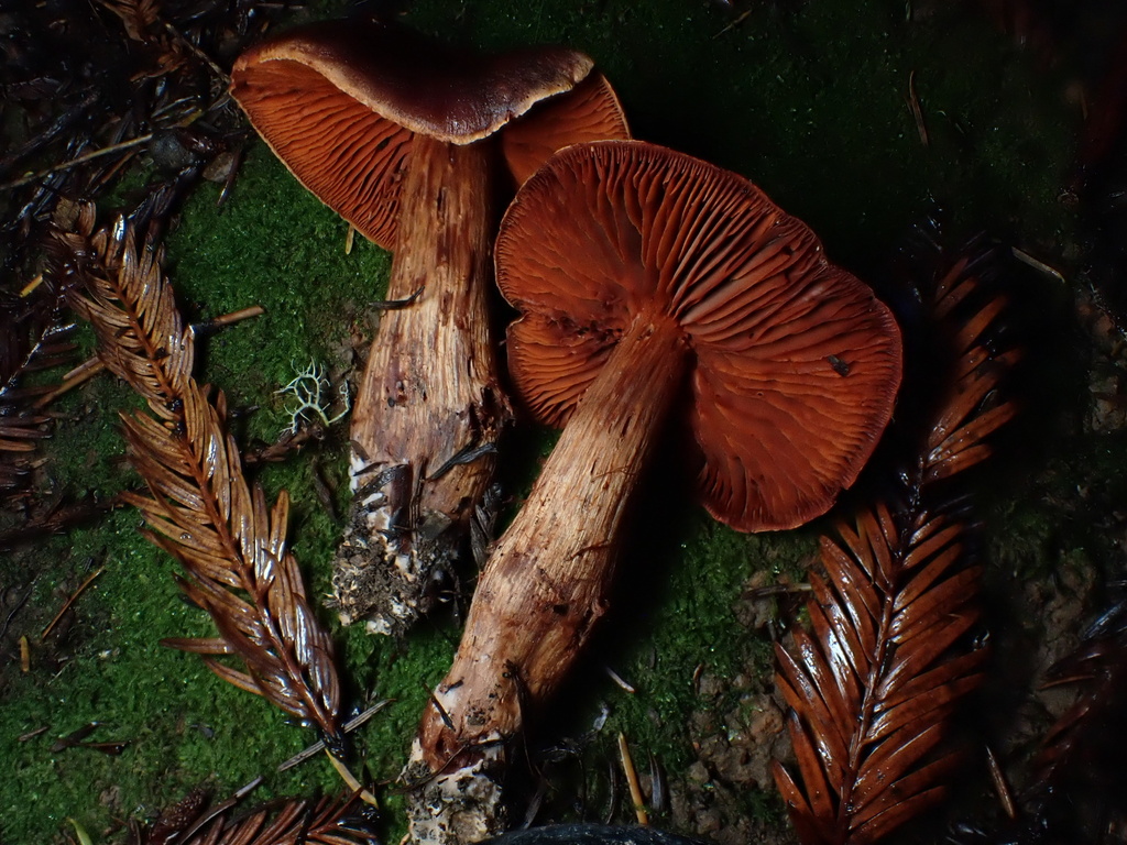 Cortinarius californicus · November 2025 · photo: © benjaminlemmond (iNaturalist, cc-by)