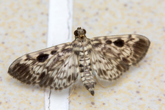 Rhimphaliodes macrostigma