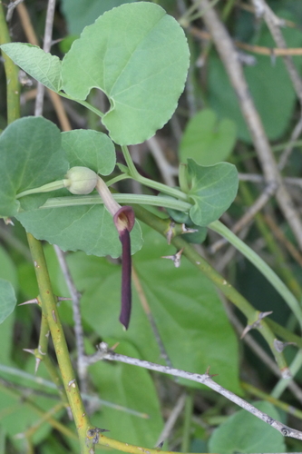 Aristolochia bracteolata