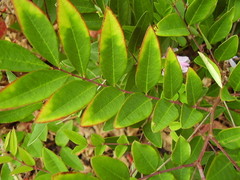 Indigofera decora