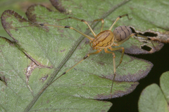 Scytodidae