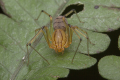 Scytodidae