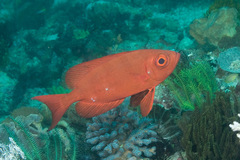 Priacanthus hamrur