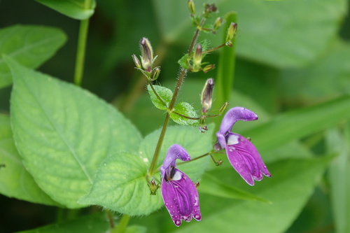 Brillantaisia lamium